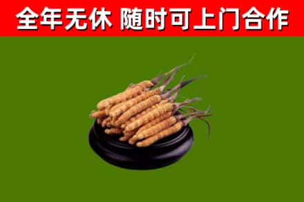 遵义回收冬虫夏草